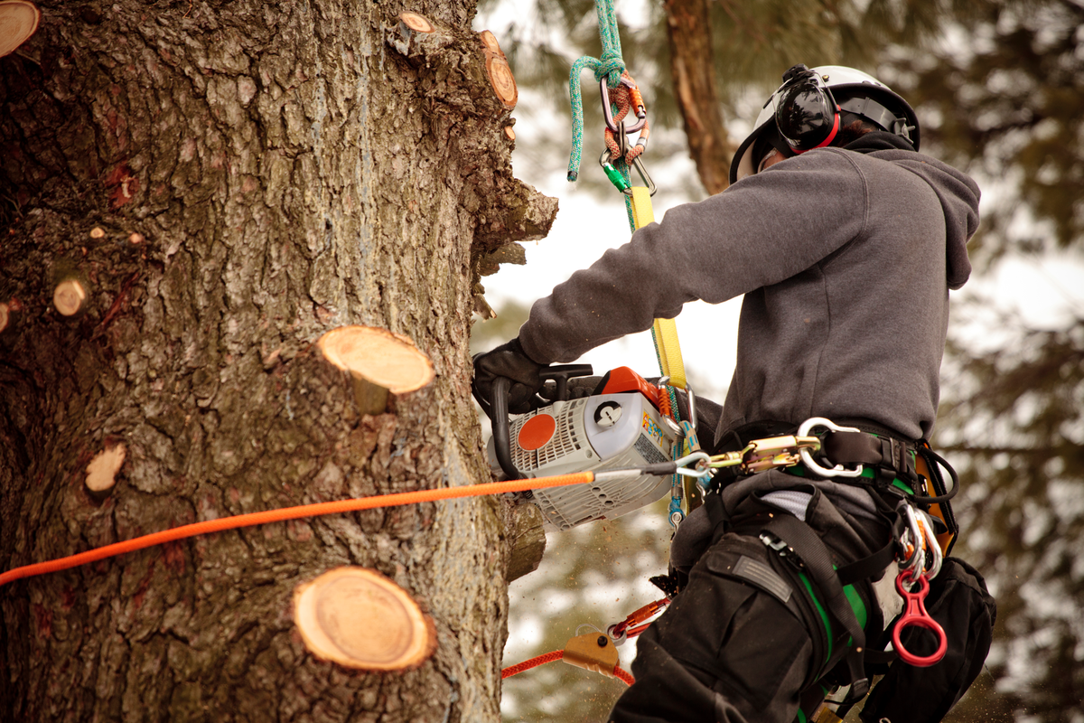 Tree Trimming Has a Lot of Advantages: Take A Look