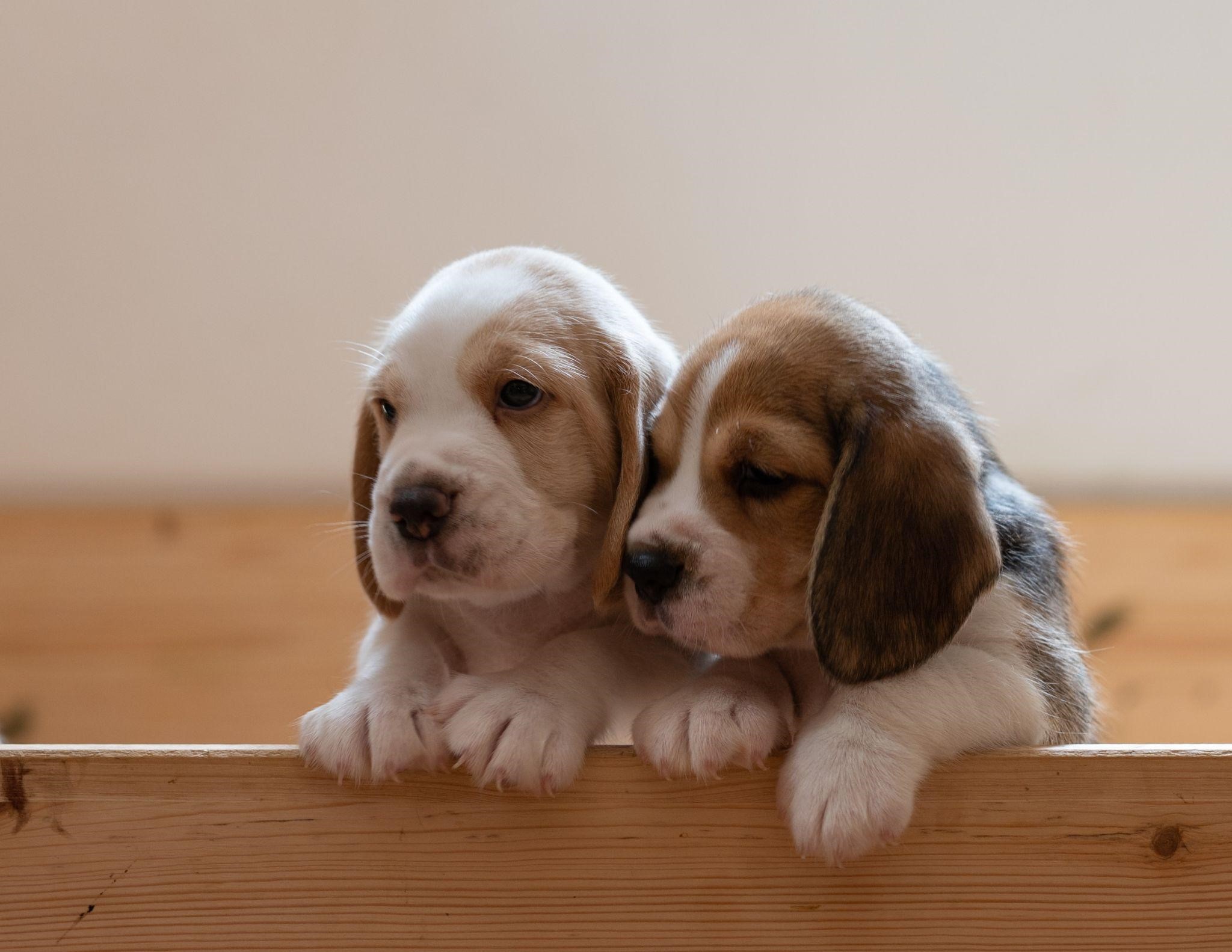 What You Should Know Before Selling or Giving a Puppy Away in Australia