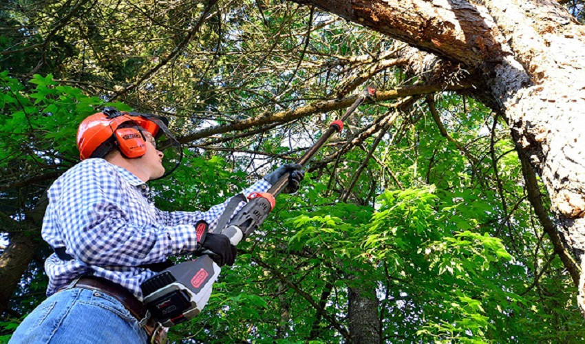 Core Tips to Choosing the Right Arborist for Your Tree Care Needs