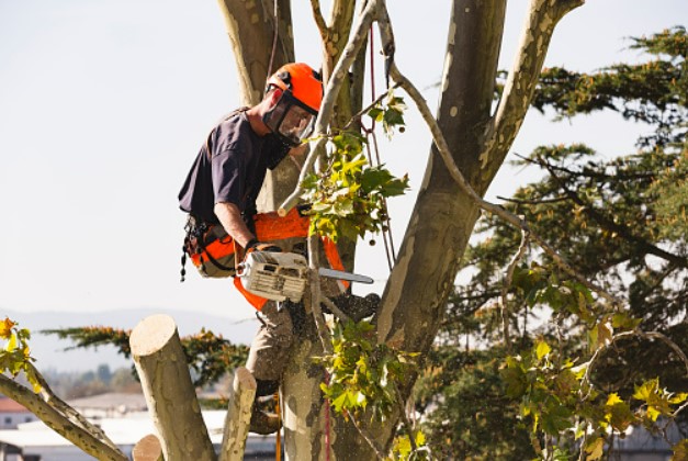 Why is it a sensible idea to hire a tree removal service?