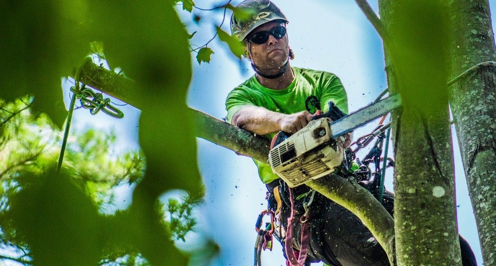 Enhance Your Property’s Value: The Positive Impacts Of Tree Removal
