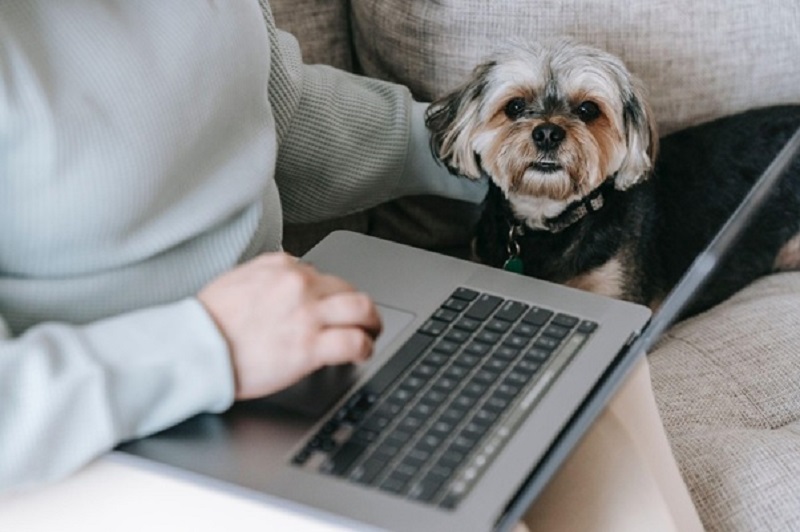 Balancing Work from Home and Pet Care Tips for Success