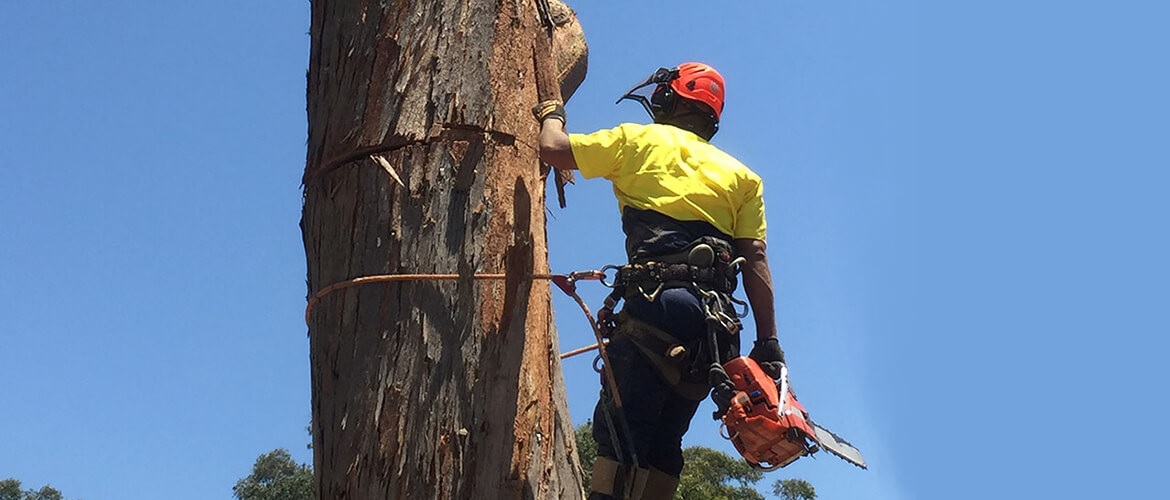 The Art of Tree Trimming: A Guide by Sydney Side Tree Services